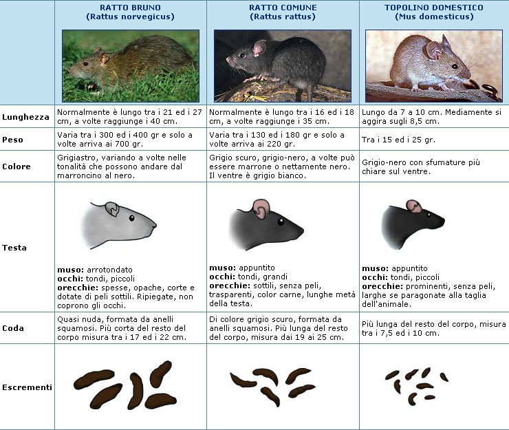 Ratti - Riconoscimento e note ecologiche